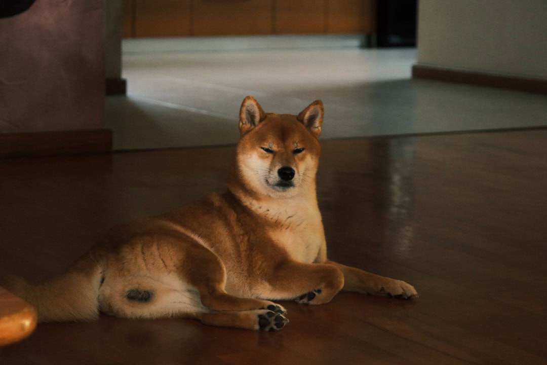 hardwood-flooring-buying-guide-near-me-image hardwood flooring for sale near me